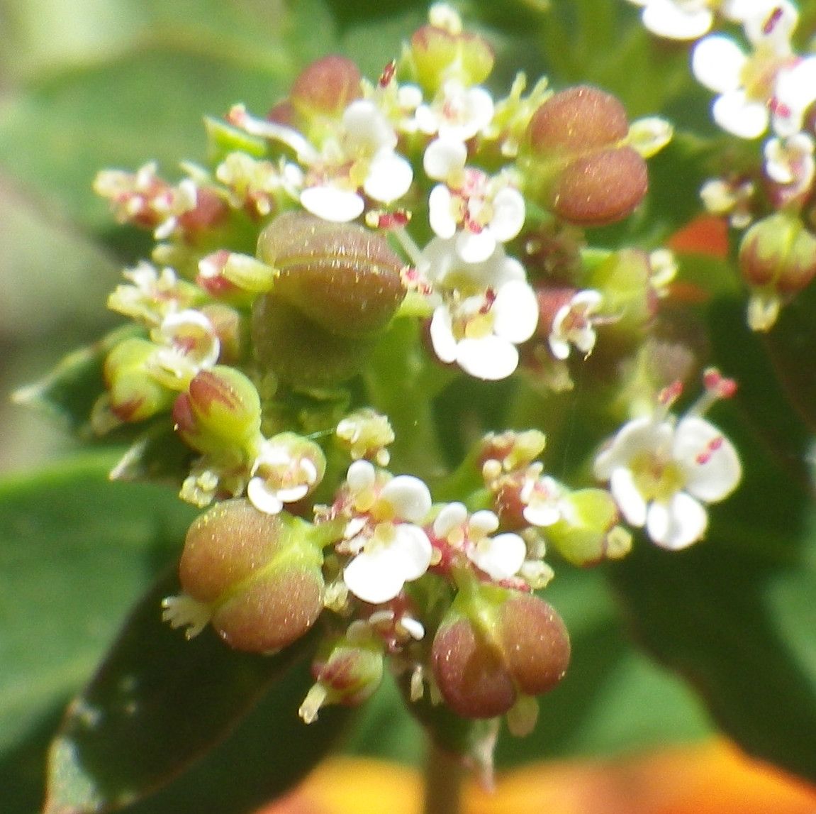 Euphorbia indica fruit