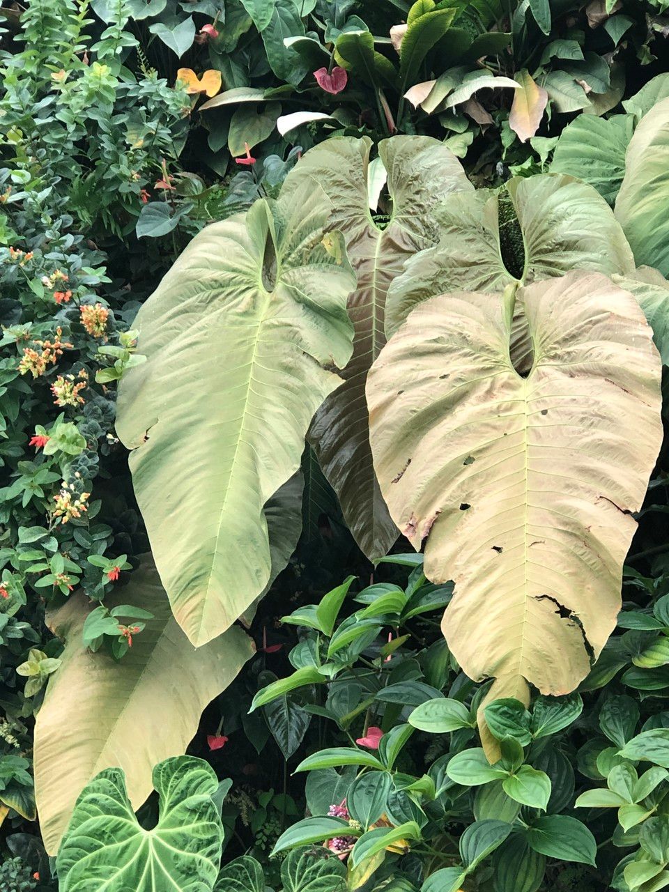 Anthurium dolichostachyum habit