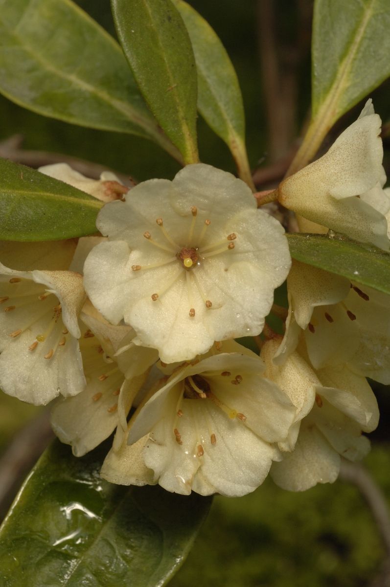 Rhododendron album flower