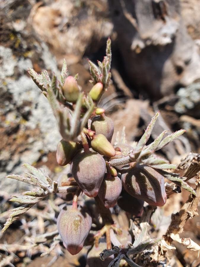 Adenia volkensii fruit