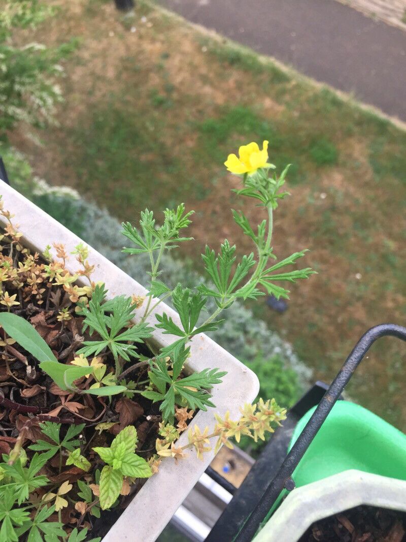 Potentilla neglecta leaf