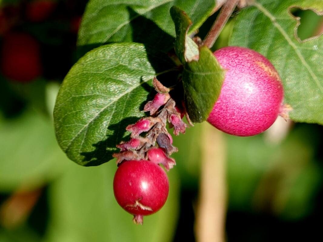 Symphoricarpos × chenaultii fruit
