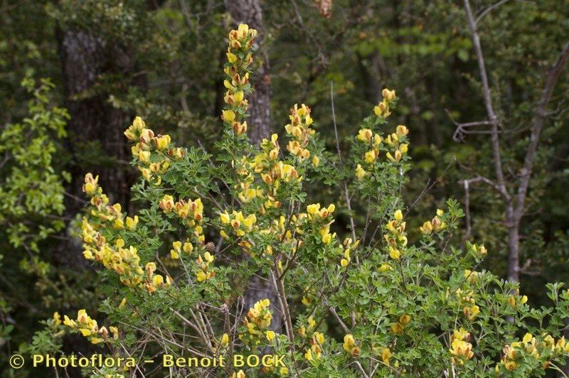 Chamaecytisus elongatus habit