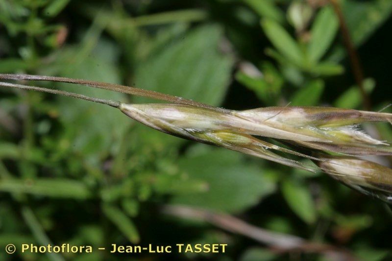 Danthonia alpina — related species from the same genus