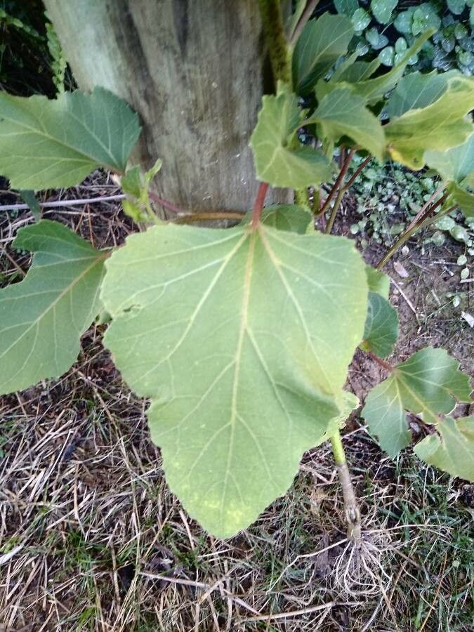 Xanthium cavanillesii — related species from the same genus