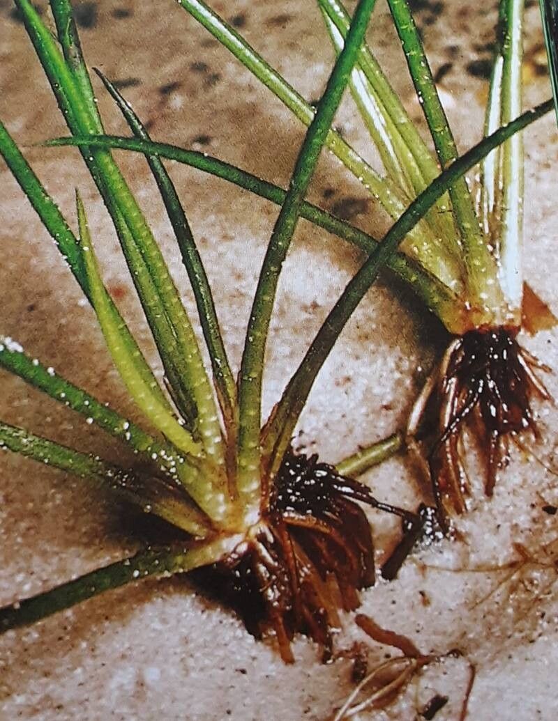 Isoetes echinospora — search result for 'Labrador'