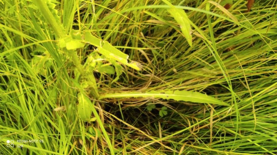 Cirsium brachycephalum — search result for 'Cirsium'