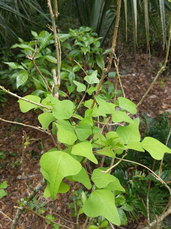 Erythrina flabelliformis — search result for 'Erythrina'