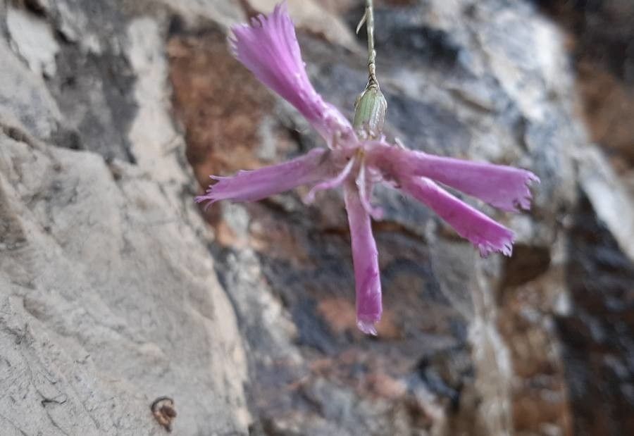 Dianthus pendulus flower