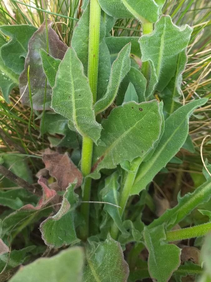 Tolpis barbata — search result for 'Algeria'