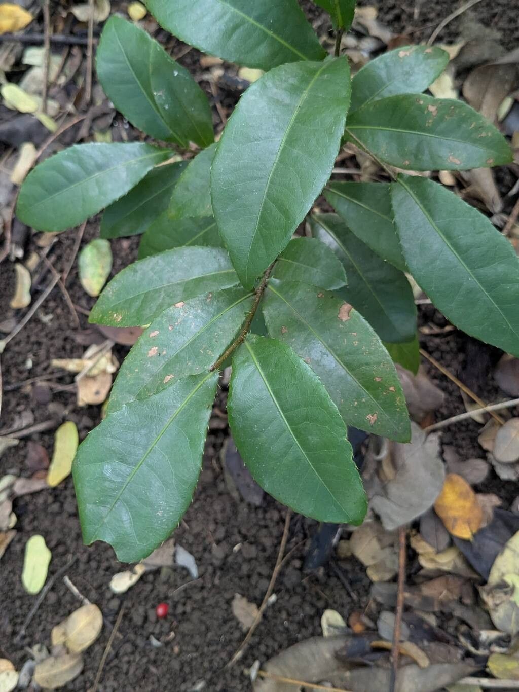 Ochna kirkii — houseplant care guide