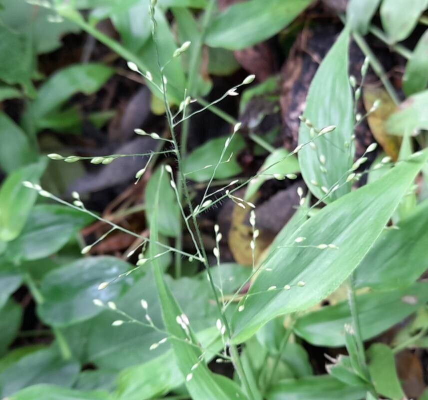 Pharus lappulaceus flower
