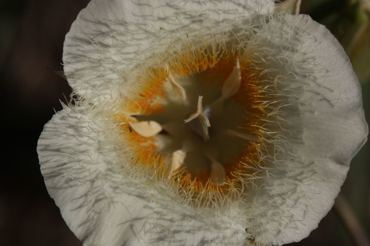 Calochortus subalpinus flower