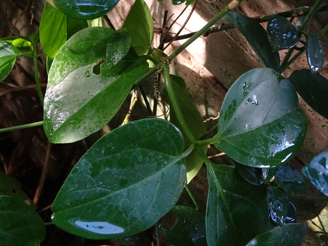 Alsomitra macrocarpa — houseplant care guide