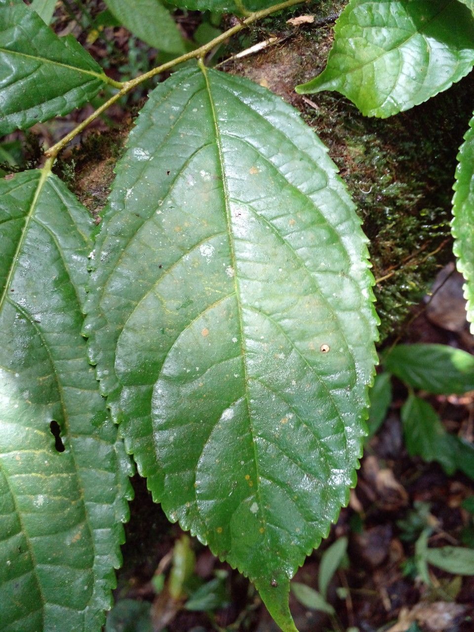 Xylosma oligandra leaf