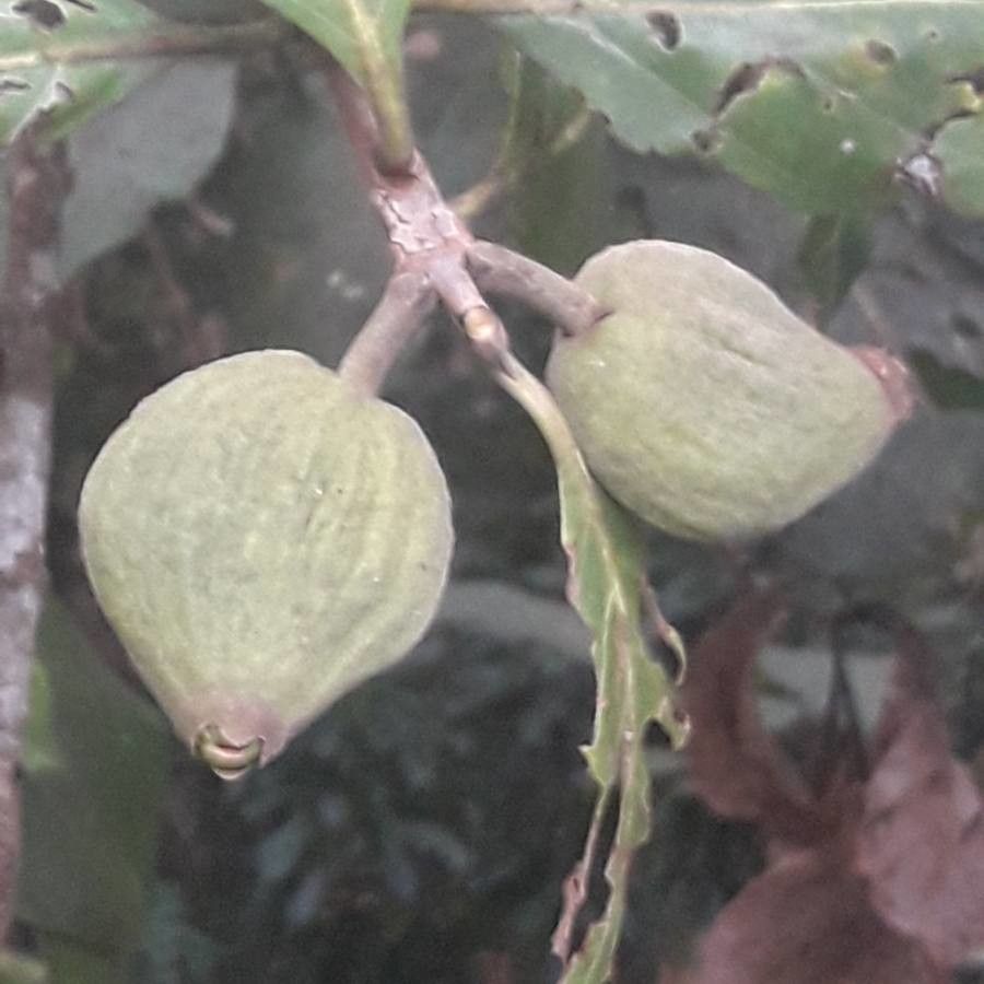 Guettarda balansaeana — related species from the same genus