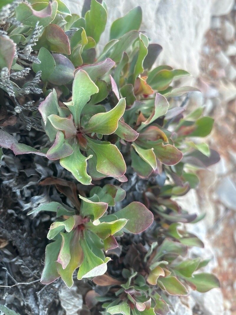 Limonium scopulorum leaf