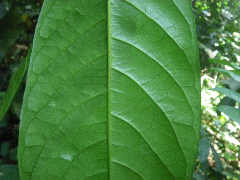 Rinorea soyauxii — houseplant care guide