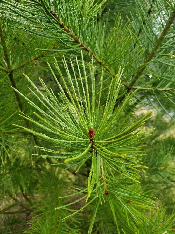 Pinus bungeana leaf