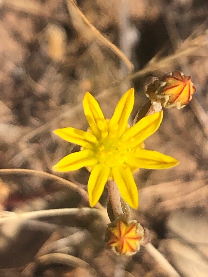 Sedum amplexicaule flower