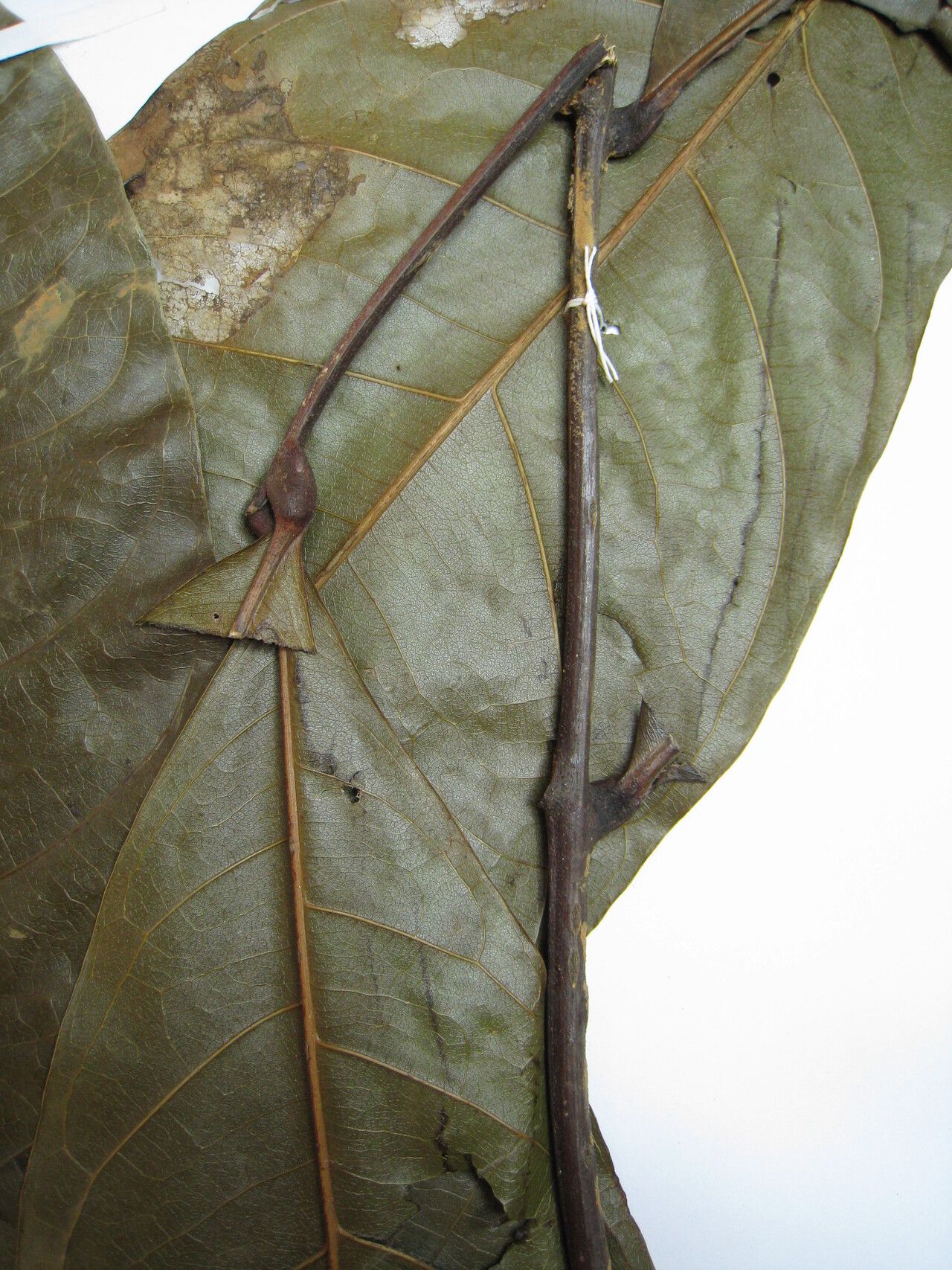 Talisia macrophylla other