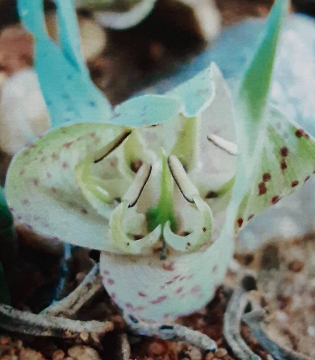 Colchicum circinatum flower