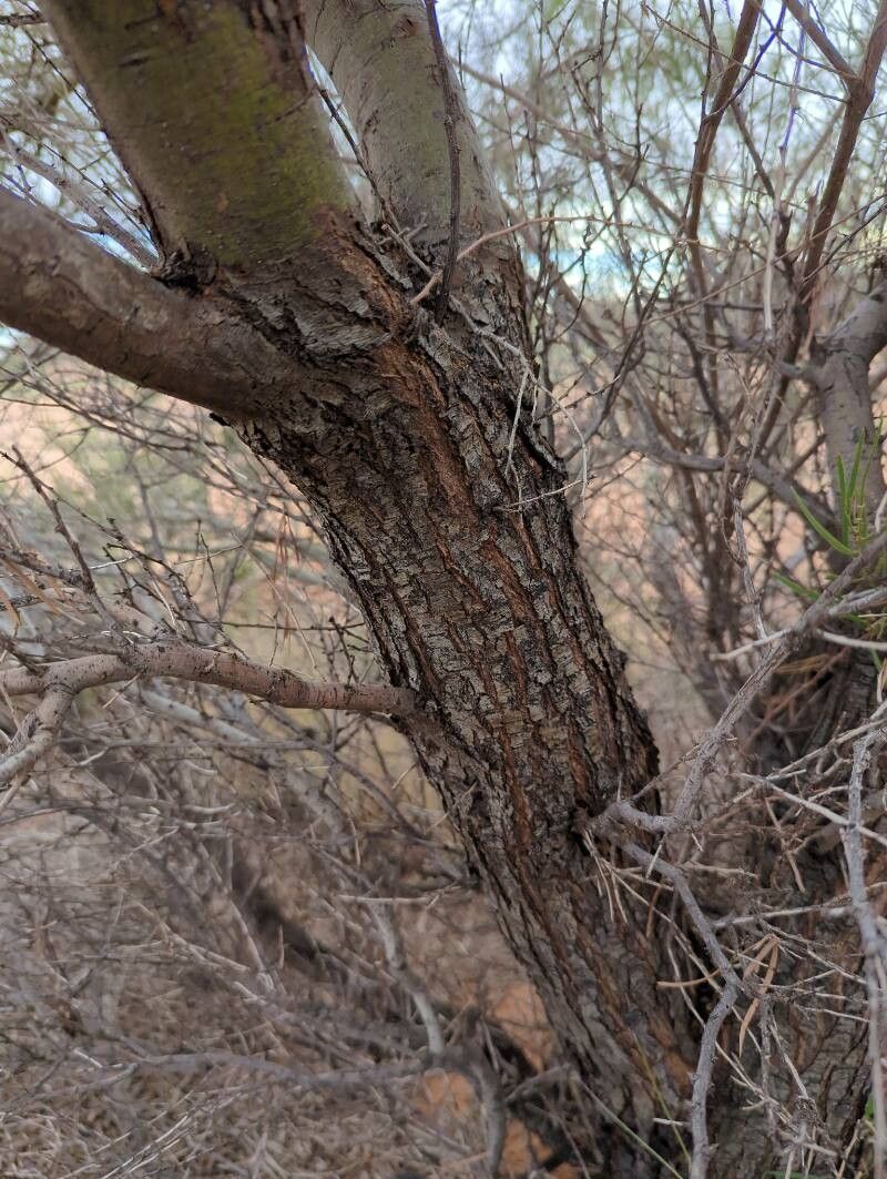 Acacia cuspidifolia bark