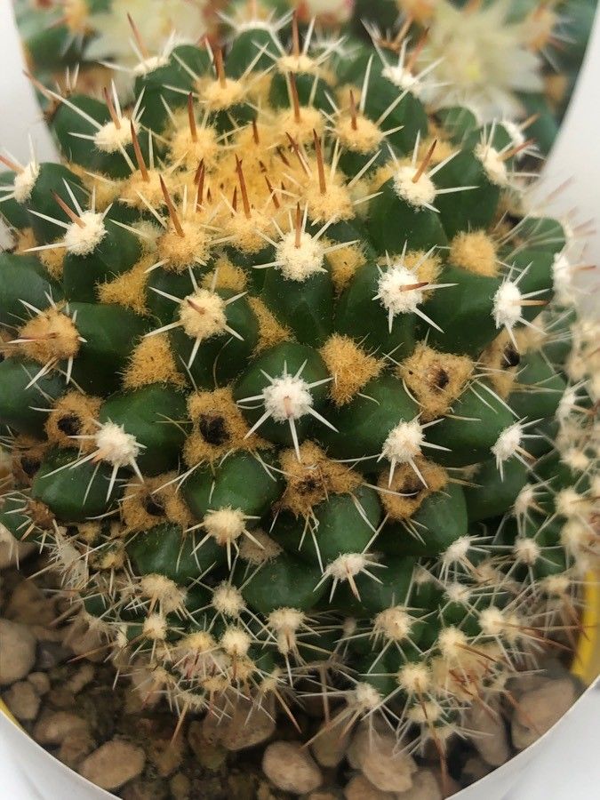 Mammillaria eichlamii leaf