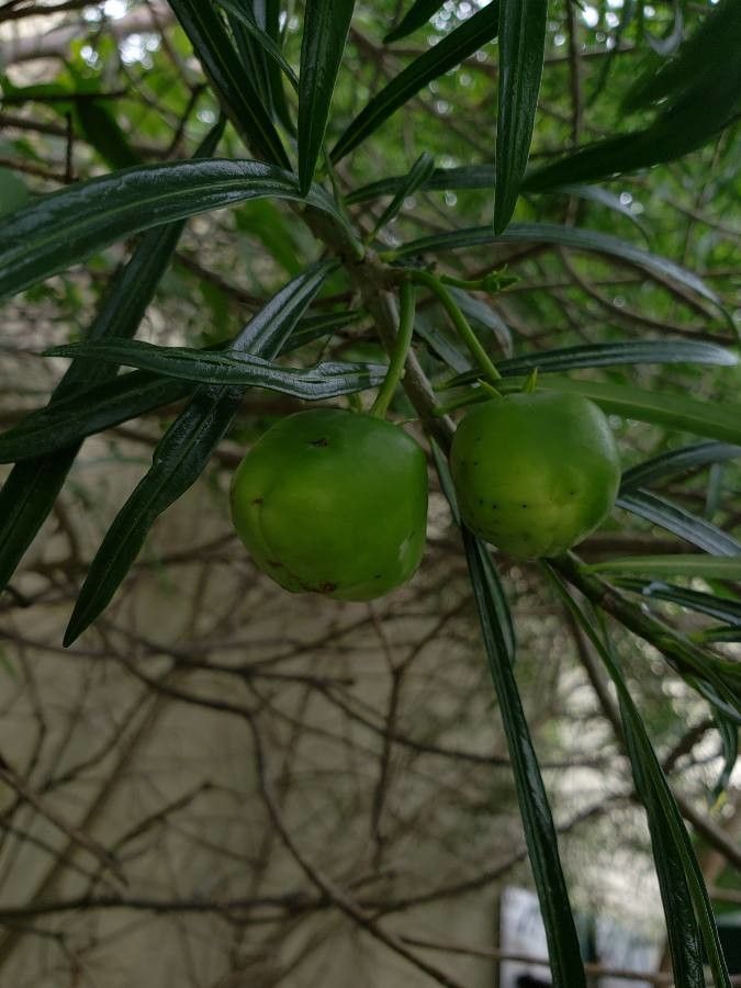 Thevetia peruviana fruit