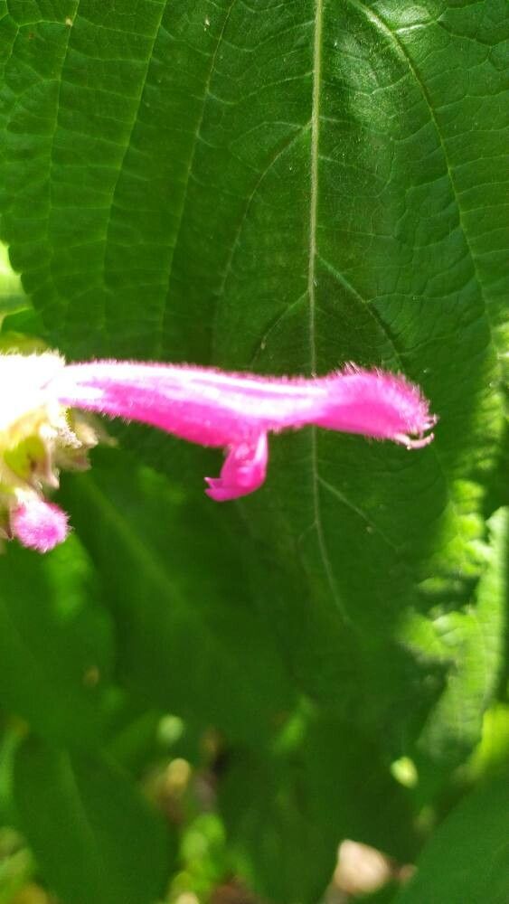 Salvia tortuosa flower