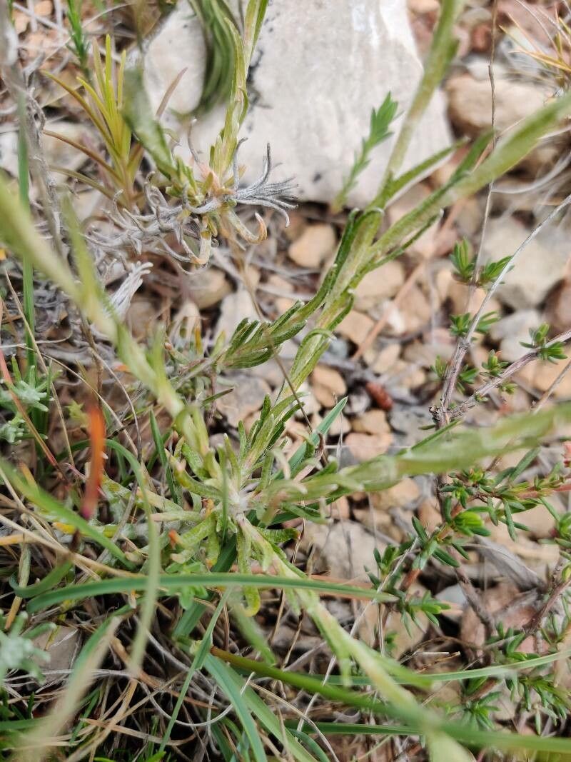 Helichrysum pendulum leaf