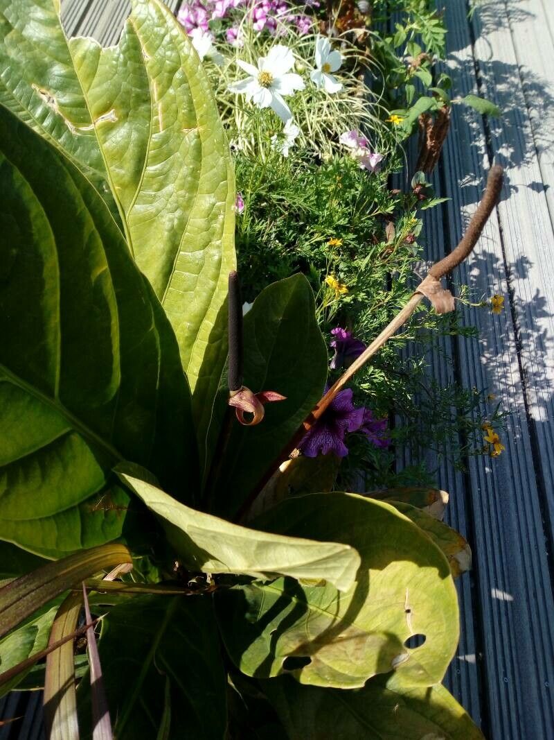 Anthurium jenmanii flower