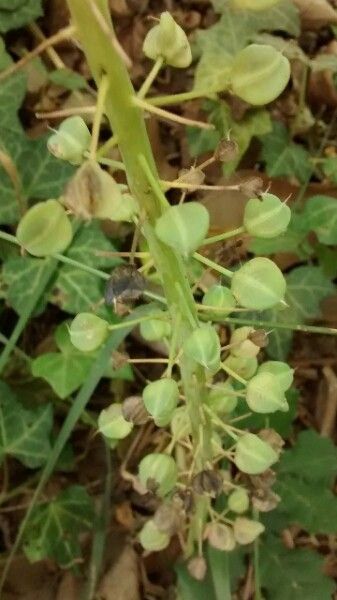 Muscari comosum fruit
