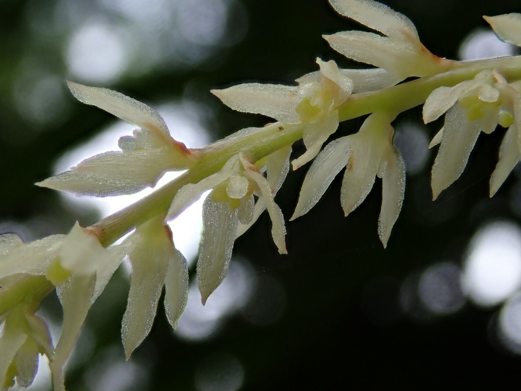 Bulbophyllum multiflorum flower