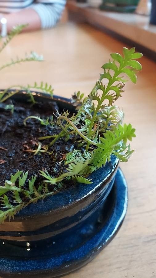 Leptinella squalida leaf