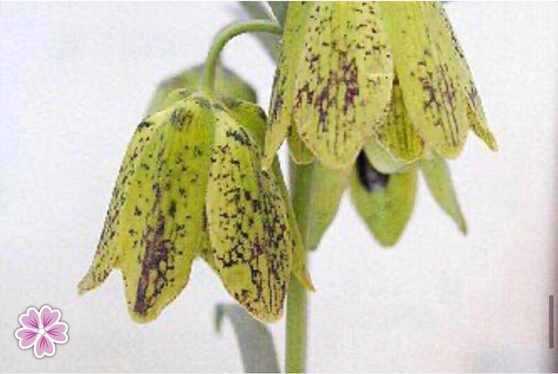 Fritillaria yuzhongensis — search result for 'Fritillaria'