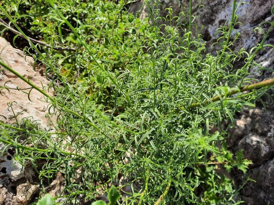 Antirrhinum hispanicum — search result for 'Antirrhinum'