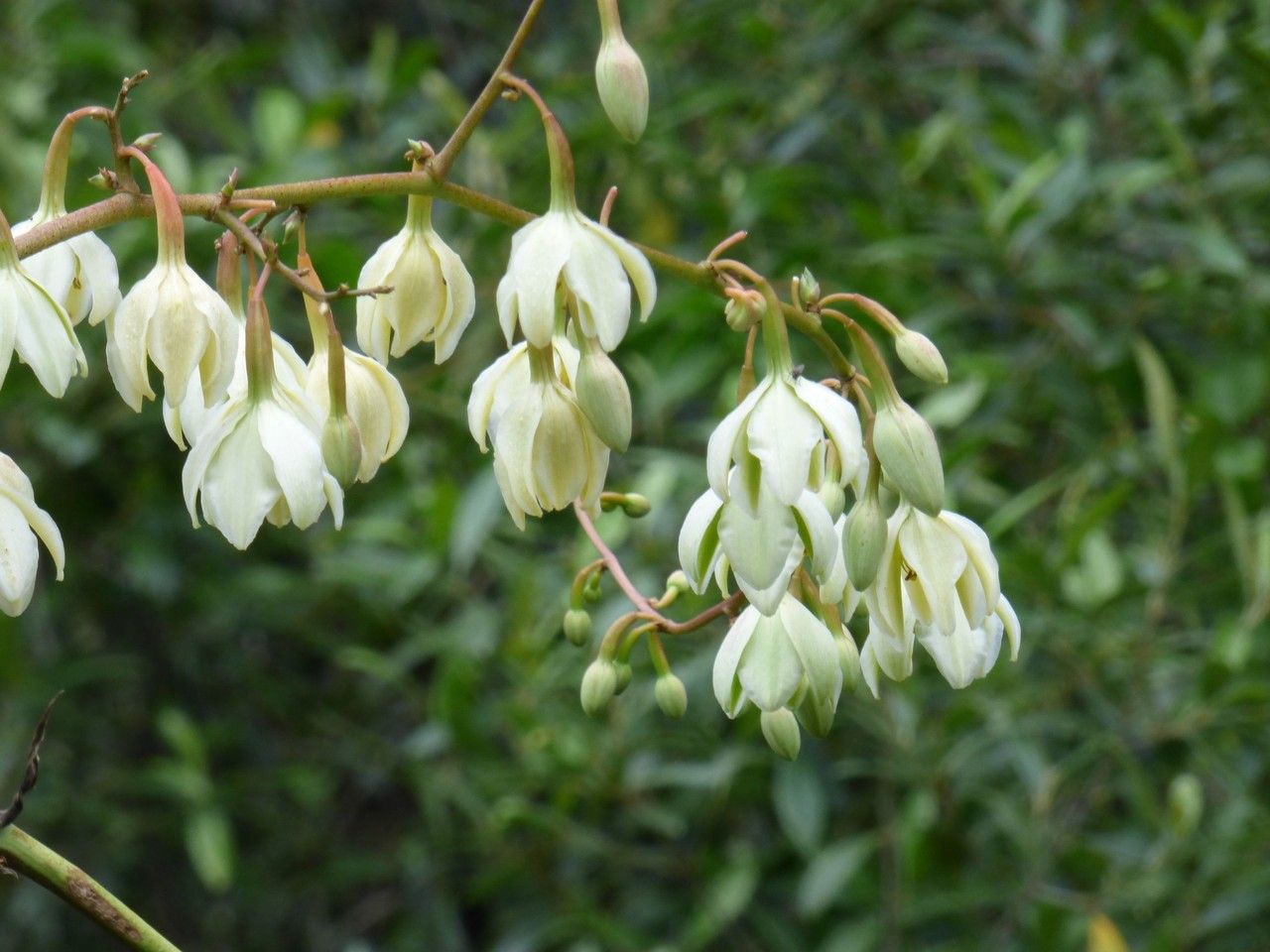 Furcraea foetida flower