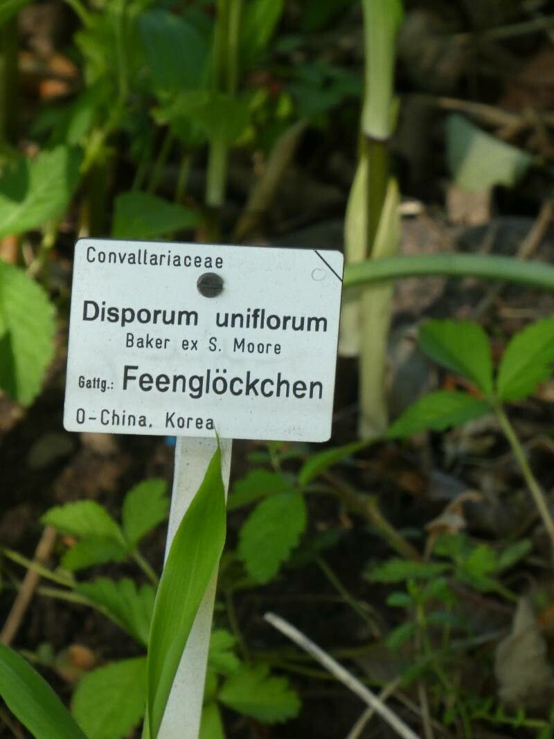 Disporum uniflorum other