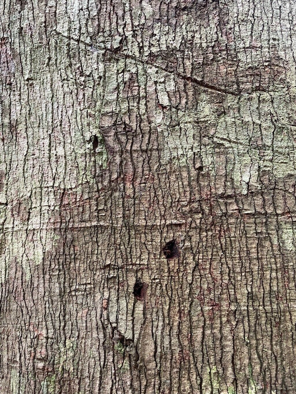 Sindora klaineana bark