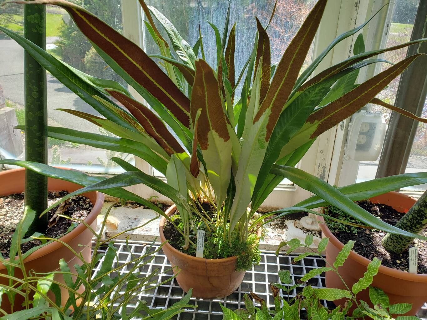 Pyrrosia subfurfuracea habit