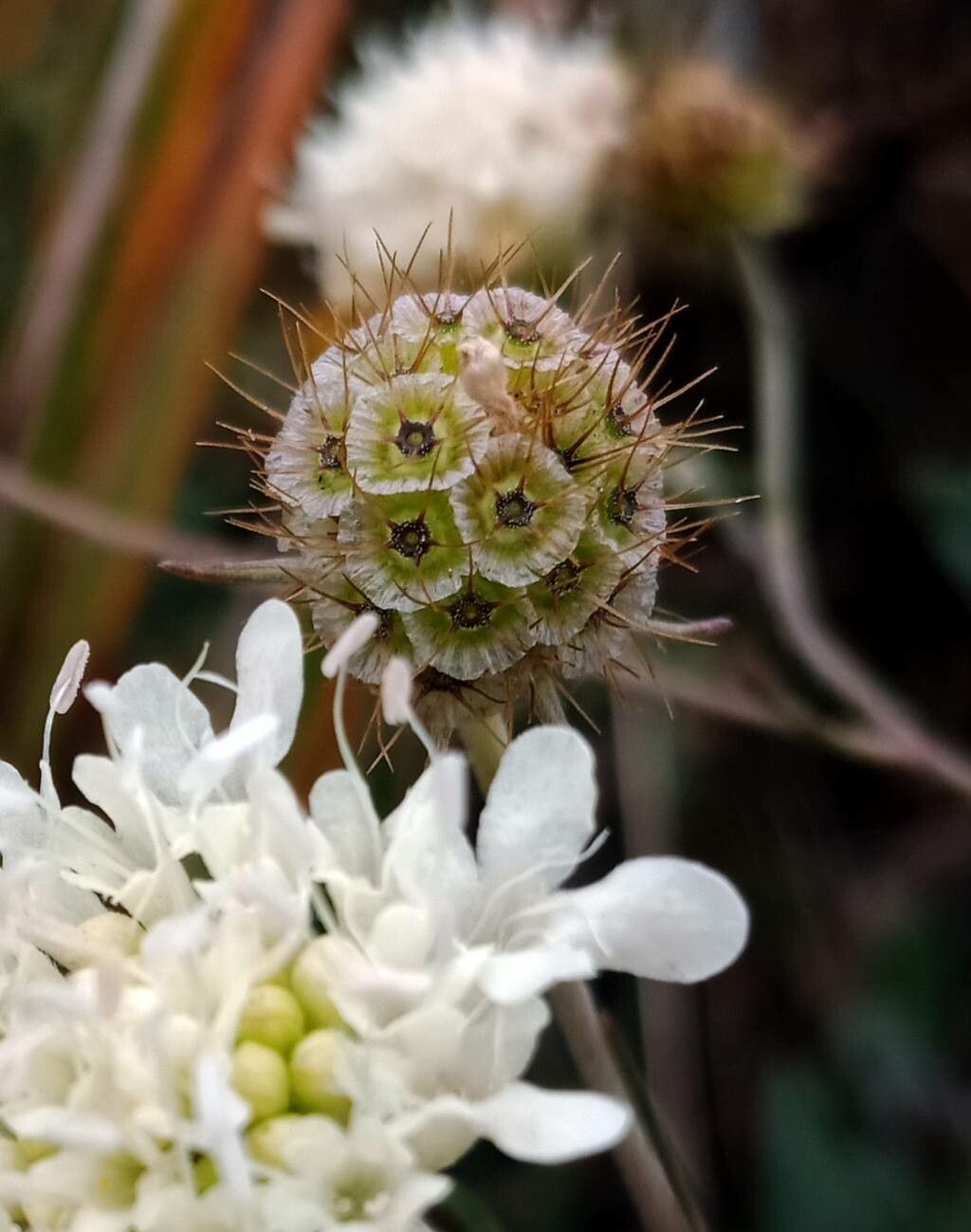 Scabiosa ochroleuca fruit