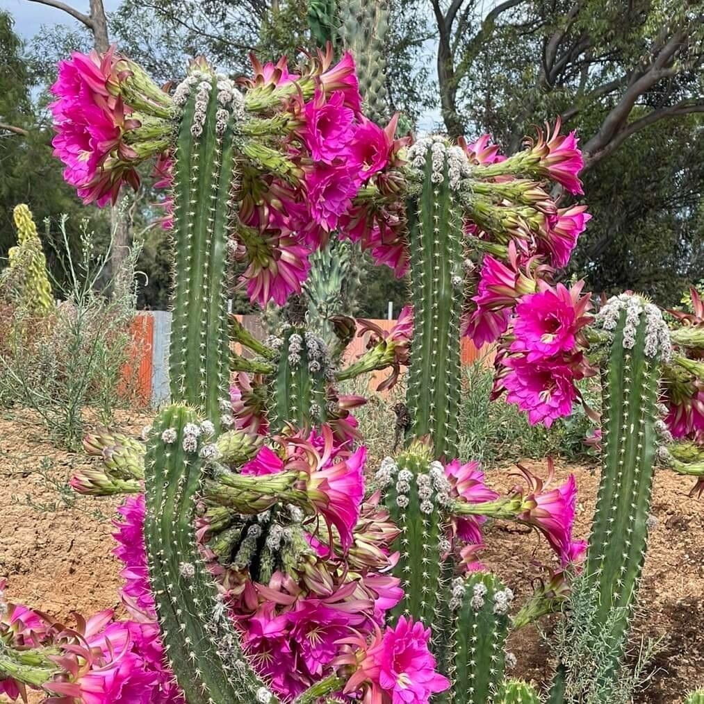 Trichocereus tunariensis — related species from the same genus
