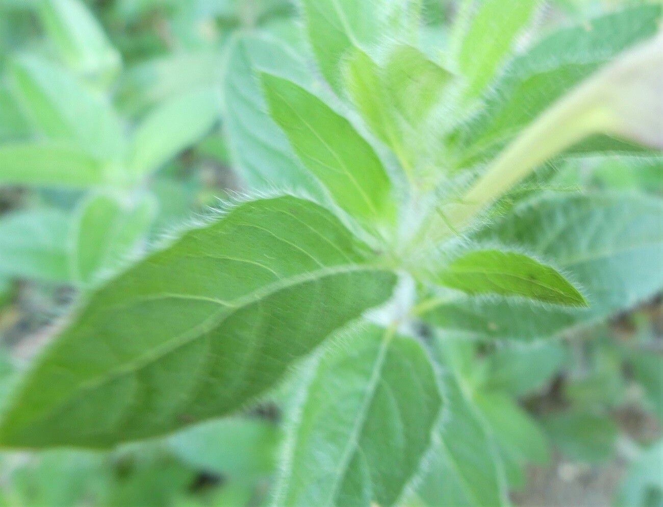 Ruellia ciliosa — search result for 'Ruellia'