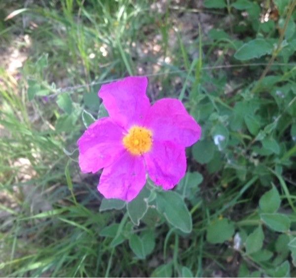 Cistus creticus flower