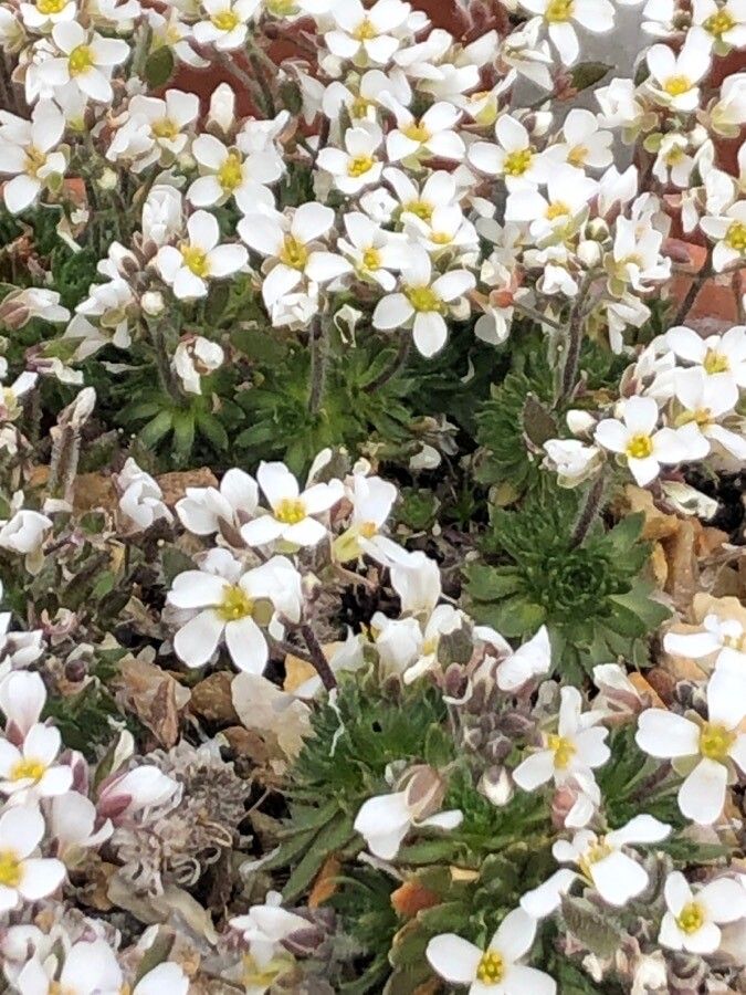 Draba dedeana flower