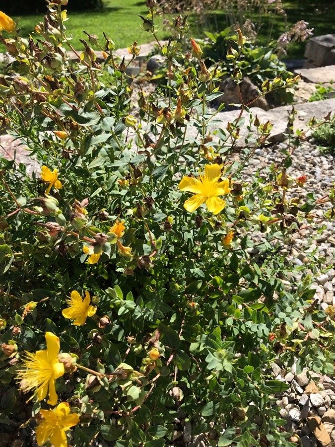 Hypericum polyphyllum leaf