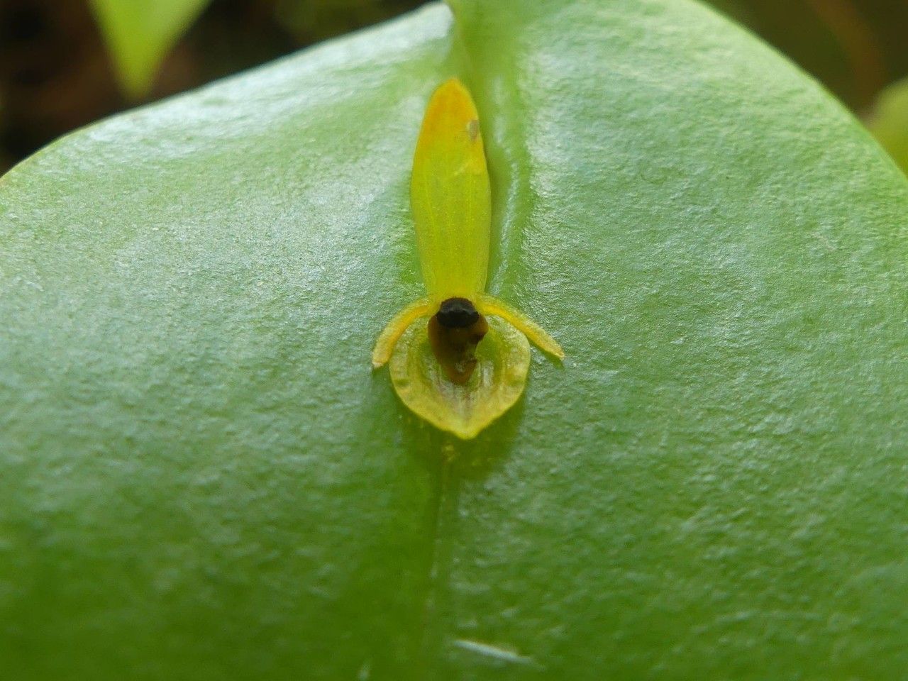 Specklinia icterina — search result for 'Specklinia'