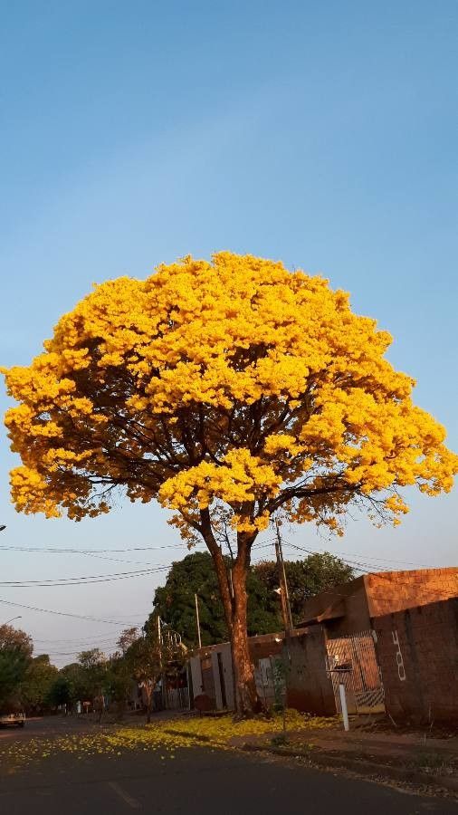 Handroanthus albus flower