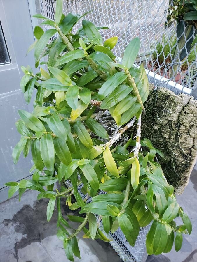 Dendrobium aberrans habit